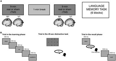 Disturbing the activity of the primary motor cortex by means of transcranial magnetic stimulation affects long term memory of sentences referred to manipulable objects